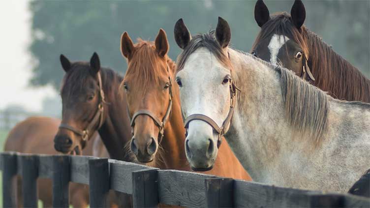 All the pretty horses: Equine passengers travel on first Russian train to N.Korea since COVID