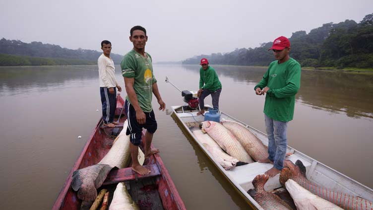 In the Amazon, a giant fish helps save the rainforest