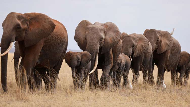 Drought has killed 205 Kenyan elephants in 10 months, minister says