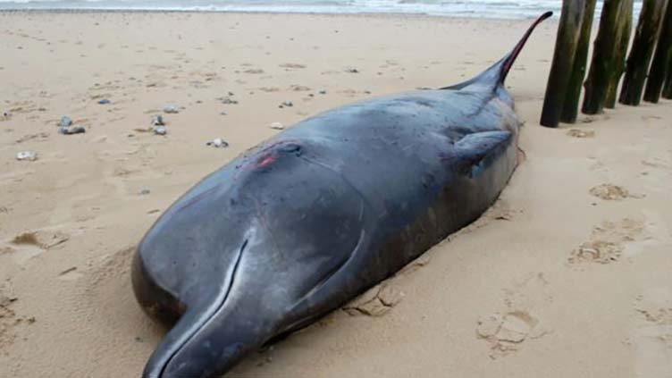 Wounded whale washes ashore in northern France