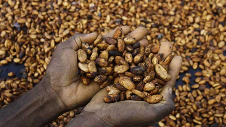  Cocoa farmers fear climate change lowering crop production