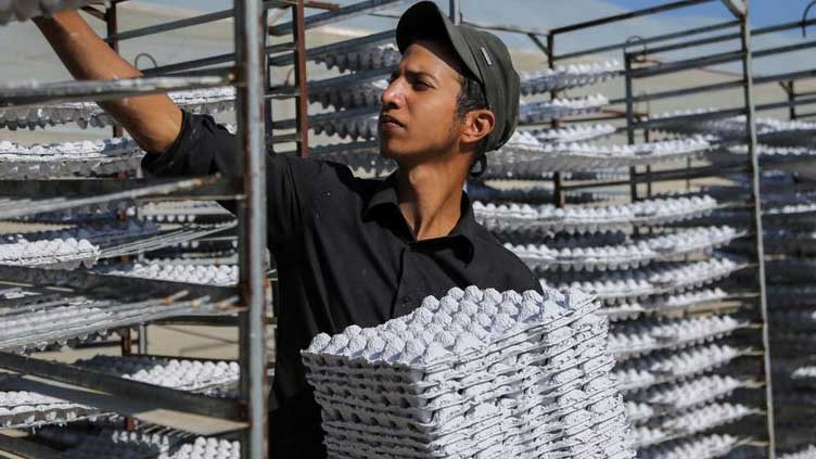  Gaza's chicken farmers rejoice in recycled egg trays