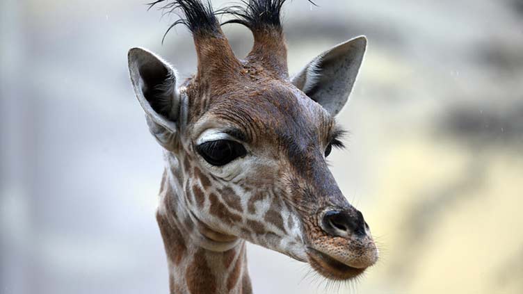 Niger's threatened giraffes find new home