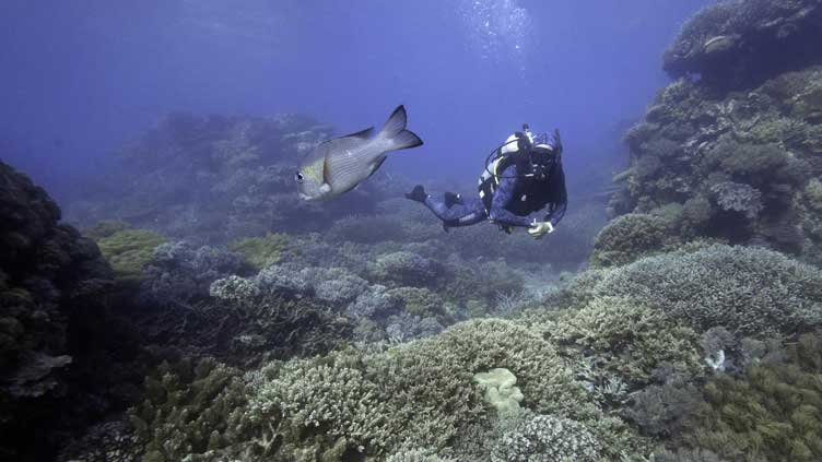 Scientists try to bolster Great Barrier Reef in warmer world