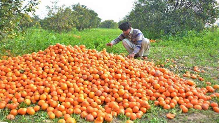 Oranges Prices May Surge By 50 Percent Due To Low Production Says PBF 
