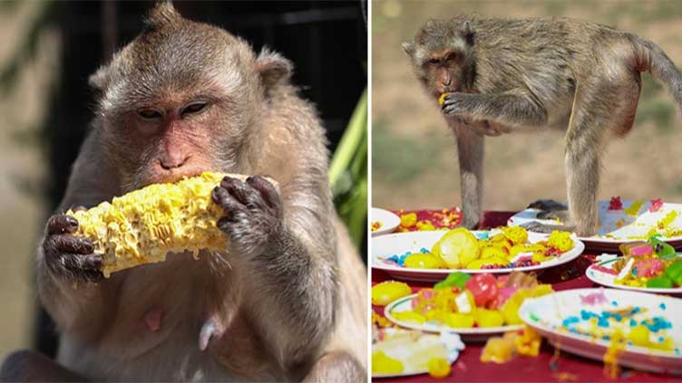 Monkeys in Thailand's Lopburi enjoys annual feast of fruit, desserts