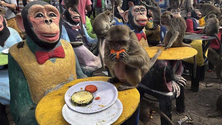  Monkeys in central Thailand city mark their day with feast