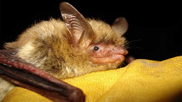  US bat species devastated by fungus now listed as endangered