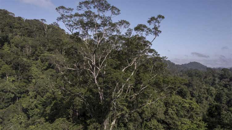  Scientists reach tallest tree ever found in Amazon