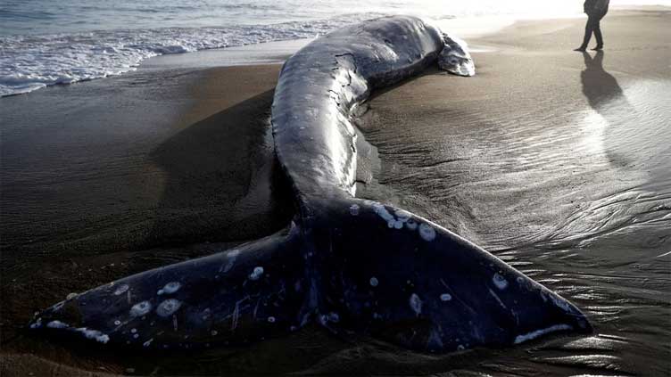  Gray whale numbers along North America's west coast down nearly 40pc since 2016