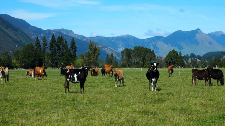 On New Zealand farm, scientists reduce cow burps to save the world