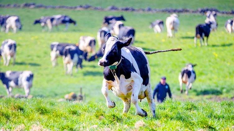 New Zealand proposes taxing cow burps