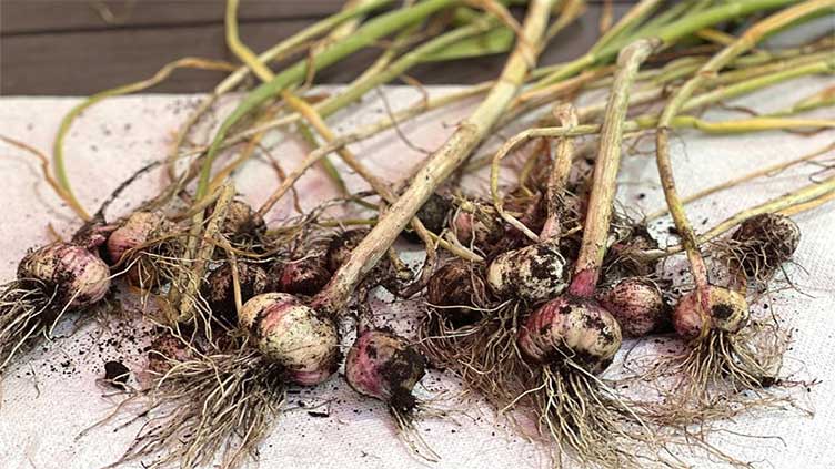 By popular demand, here's how to grow garlic