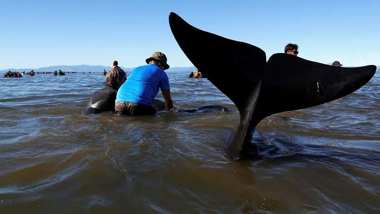 Over 200 stranded pilot whales die on Pacific Ocean's remote Pitt Island