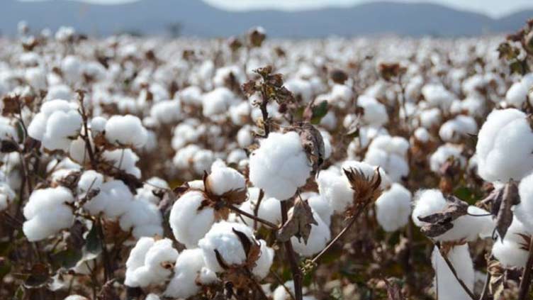 Pakistan floods leave cotton workers' dreams in tatters