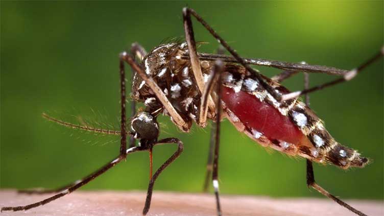 Are you a mosquito magnet? It could be your smell