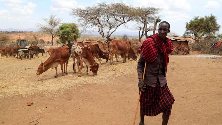 Drought forces Kenya's Maasai to sell starving cattle for a pittance