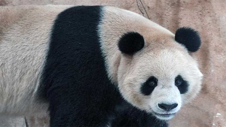  Pandas sent by China arrive in Qatar ahead of World Cup