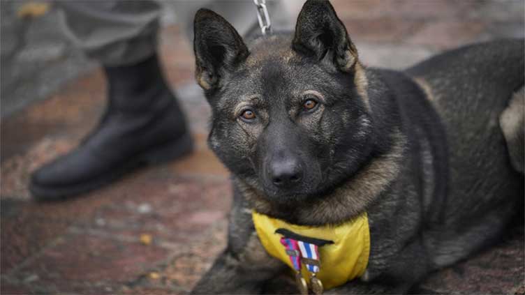 France honors hero dogs, highlighting their achievements