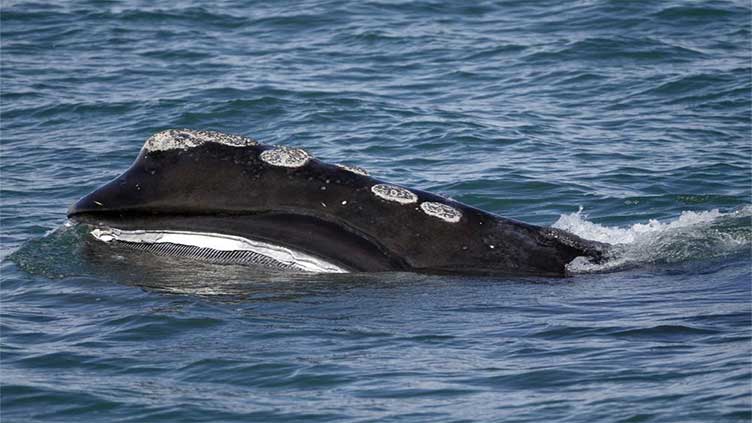 Endangered whale’s decline slows, but population falls again