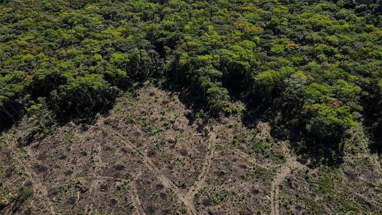  What Brazil's election means for the Amazon rainforest