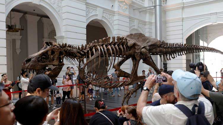  T-Rex skeleton draws crowds in Singapore before auction