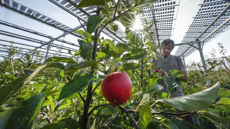 Sweet or not? German farmer trials solar roofs for orchard