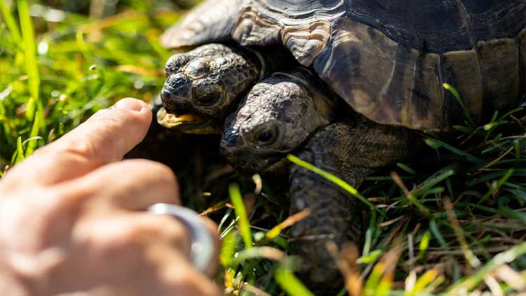 Two-headed tortoise Janus turns 25