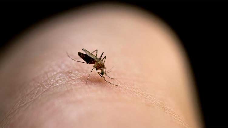 Why do mosquito bites itch and swell up?