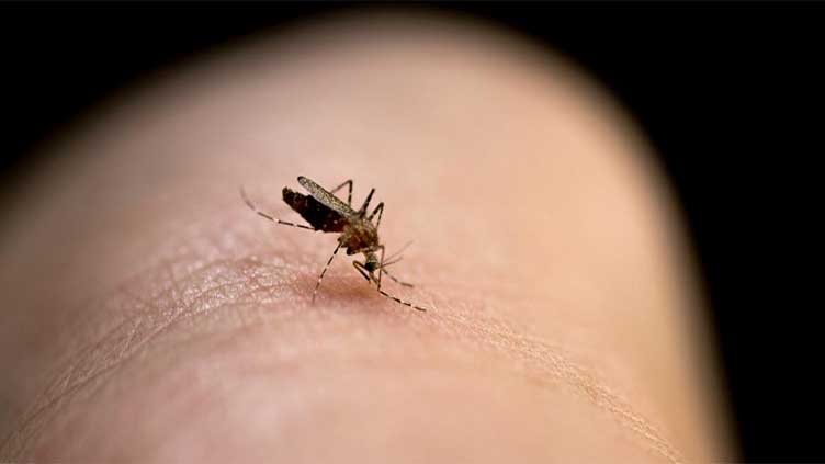 why-do-mosquito-bites-itch-and-swell-up-health-dunya-news