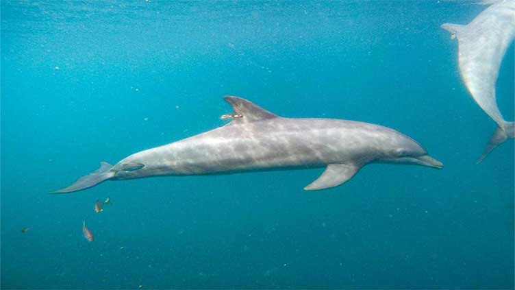 Rescued dolphins swim free from Indonesia sanctuary