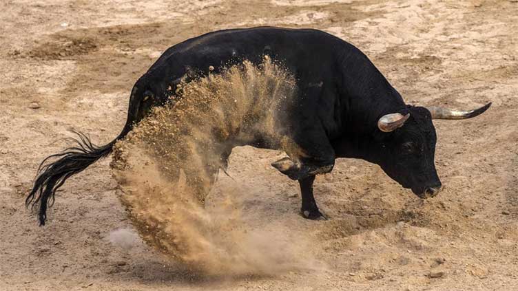 Wave of bull runner deaths turns focus on Spain's fiestas