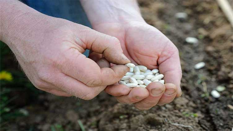 Gardening: How to save vegetable seeds for next year