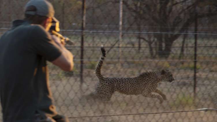 Cheetahs from South Africa go to parks in India, Mozambique