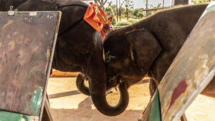 Streaming to survive: Thailand's out-of-work elephants in crisis