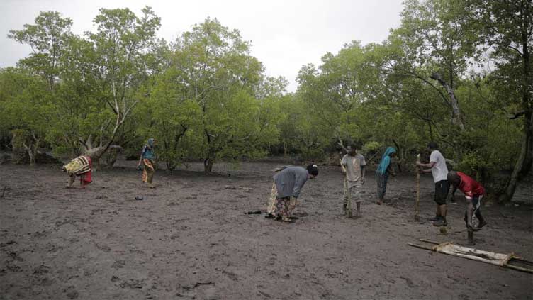  With forests abound, Africa looks to grow its carbon market