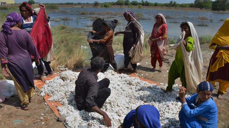  Pakistan floods raise fears of hunger after crops wrecked