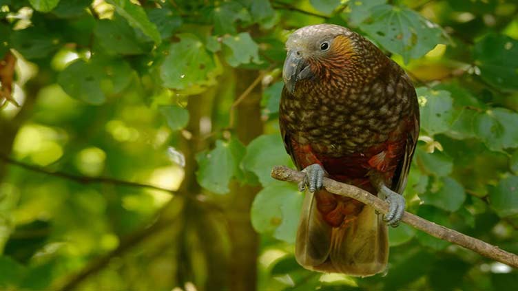 Half world's birds in decline, species moving 'ever faster' to extinction