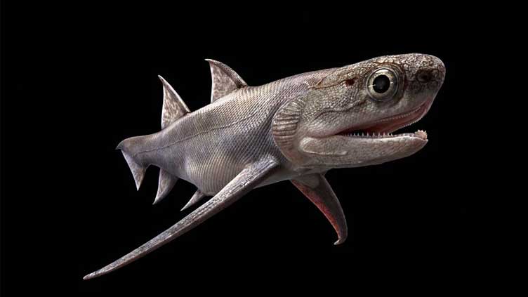  Chinese fish fossils take a bite out of mystery of origin of jaws
