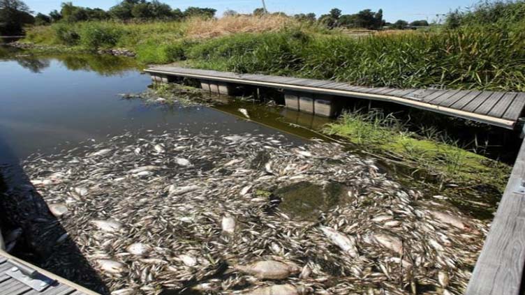 Poland blames toxic algae for Oder river fish kill