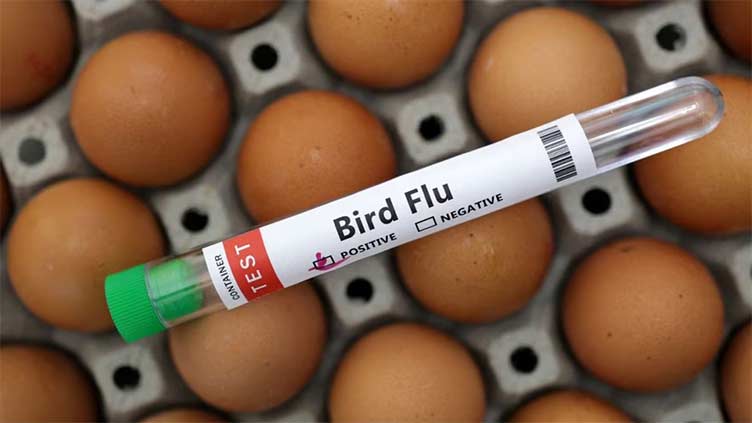 Senegal says H5N1 bird flu has likely spread from wild birds to farm