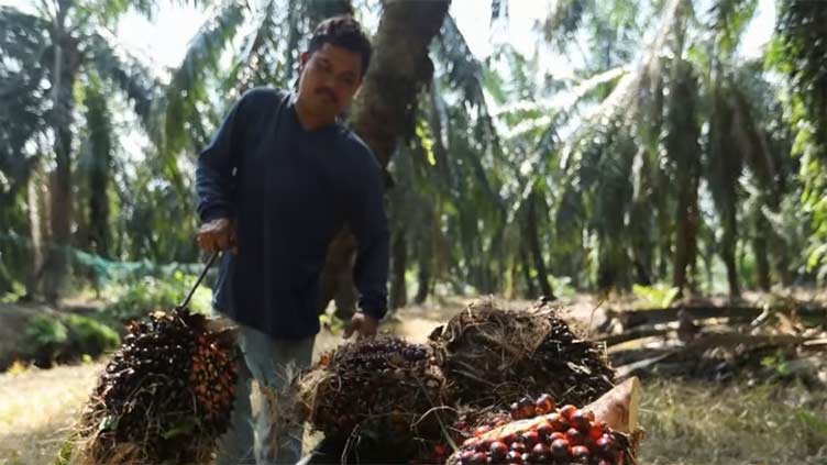 Malaysia, China ink partnership to stabilise palm oil supply chain