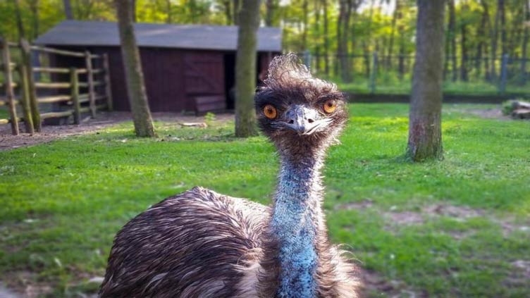 Emu captured after four days on the loose in New Zealand