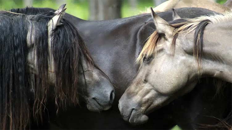 Horses came to American West by early 1600s, study finds