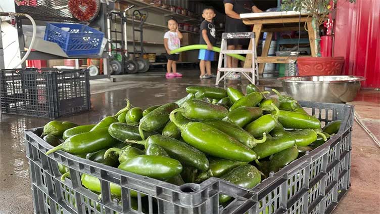 Get it while it's hot: New Mexico boosts chile production