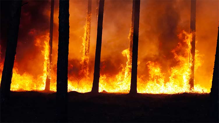 Forest fire in central Seoul forces evacuation of 120 homes