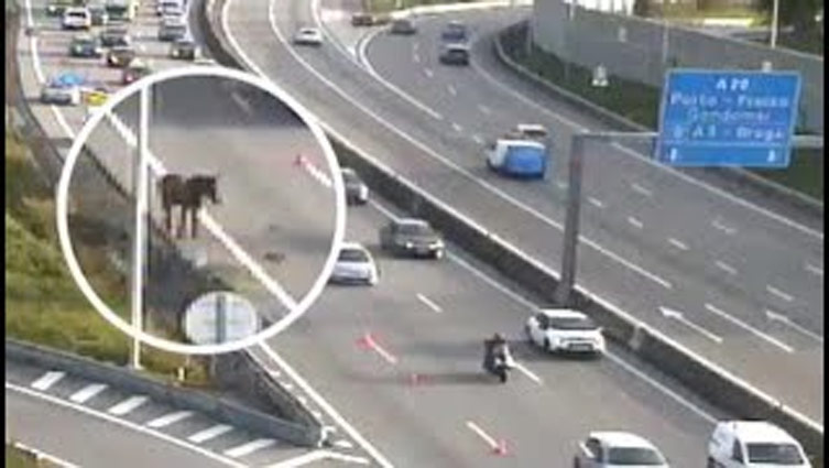 Horse wanders onto highway in Portugal