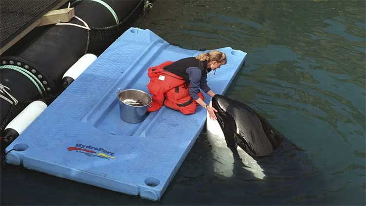 Bringing Lolita home: How to release a long-captive orca?