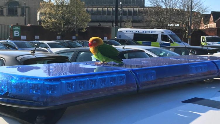 British police find exotic bird perched atop their patrol car