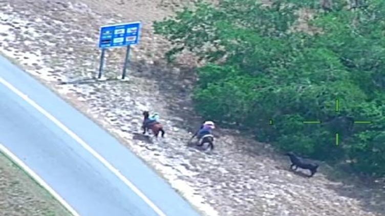 Ranchers on horseback wrangle loose cow on Florida highway - WeirdNews -  Dunya News